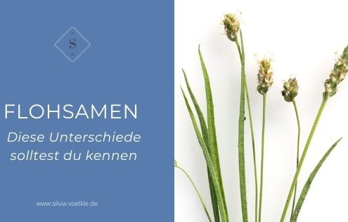 Flohsamen ist eine krautige Pflanze
