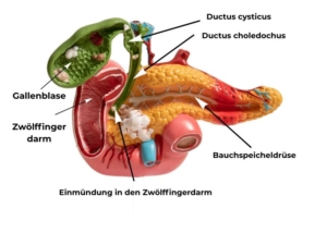 Anatomisches Bild von Galle, Duodenum und Pancreas