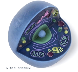 Mitochondrium in Blau